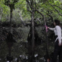 Stefanie mangrove