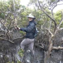 French island mangroves